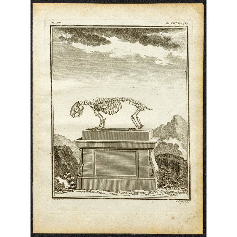 Gravure de 1764 - Squelette de porc-épic - 1