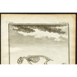 Gravure de 1764 - Squelette de porc-épic - 2