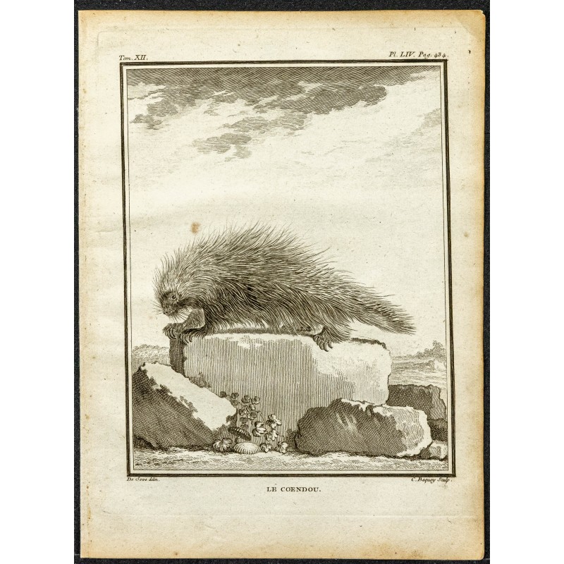 Gravure de 1764 - Coendou ou Porc-épic préhensiles - 1