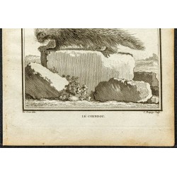 Gravure de 1764 - Coendou ou Porc-épic préhensiles - 3