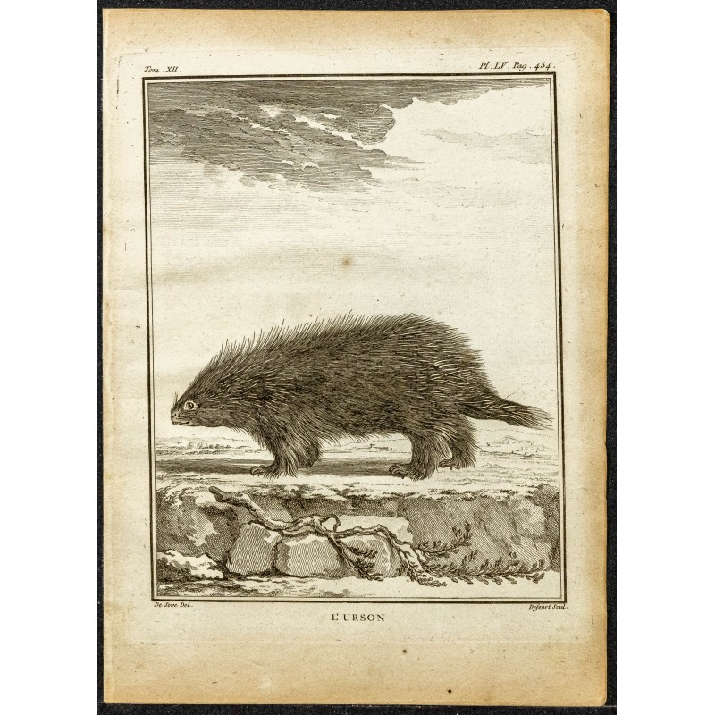 Gravure de 1764 - Porc-épic d'Amérique - 1