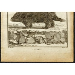 Gravure de 1764 - Porc-épic d'Amérique - 3