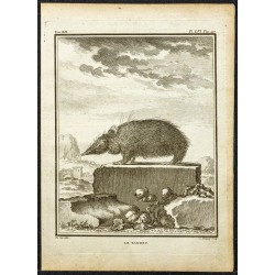 Gravure de 1764 - Tenrec ou Tanrec - 1