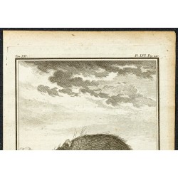Gravure de 1764 - Tenrec ou Tanrec - 2