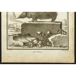 Gravure de 1764 - Tenrec ou Tanrec - 3