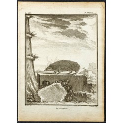 Gravure de 1764 - Tendrac ou Tenrec - 1