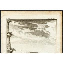 Gravure de 1764 - Tendrac ou Tenrec - 2