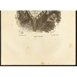Gravure de 1882 - Portrait de Marie de Médicis - 3