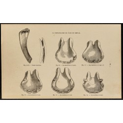 Gravure de 1882 - Dents et mâchoires de cheval - 1