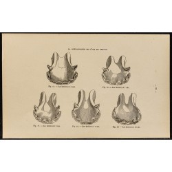 Gravure de 1882 - Mâchoires de cheval de 6 à 10 ans - 1