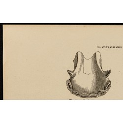 Gravure de 1882 - Mâchoires de cheval de 6 à 10 ans - 2