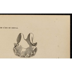 Gravure de 1882 - Mâchoires de cheval de 6 à 10 ans - 3
