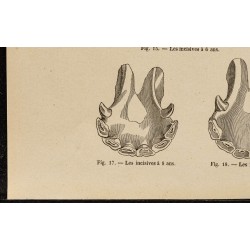 Gravure de 1882 - Mâchoires de cheval de 6 à 10 ans - 4