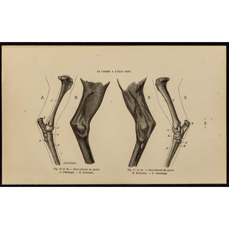 Gravure Ancienne Originale De 1882 : Cheval Demi-sang Anglo-breton | Animaux & équitation