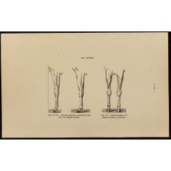 Gravure de 1882 - Aplomb régulier d'un cheval - 1