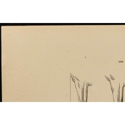 Gravure de 1882 - Aplomb régulier d'un cheval - 2