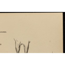 Gravure de 1882 - Aplomb régulier d'un cheval - 3