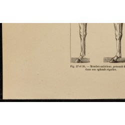 Gravure de 1882 - Aplomb régulier d'un cheval - 4