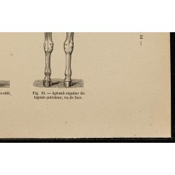 Gravure de 1882 - Aplomb régulier d'un cheval - 5