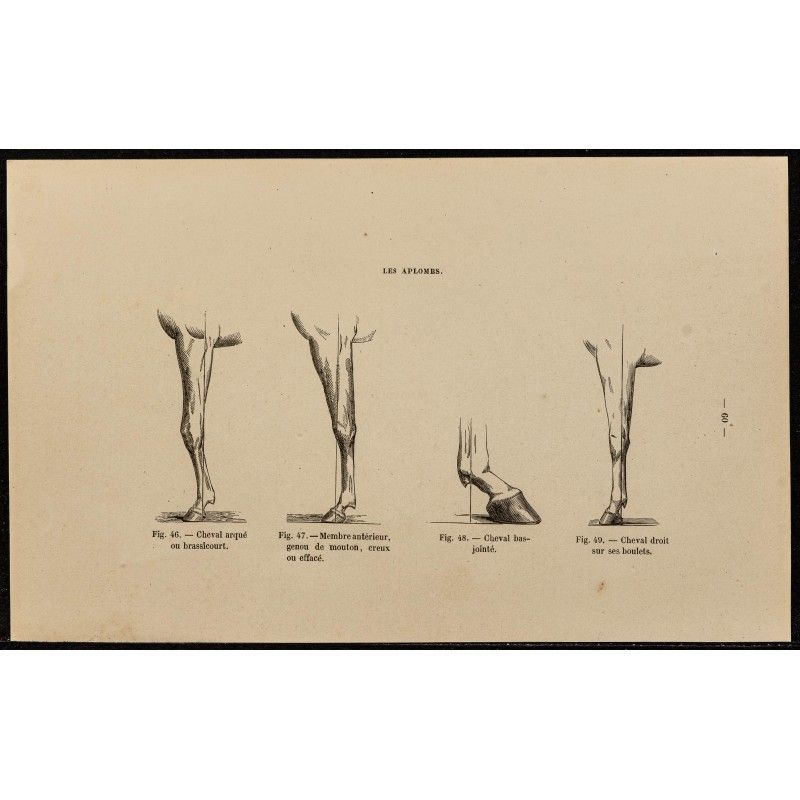 Gravure de 1882 - Les aplombs du cheval - 1