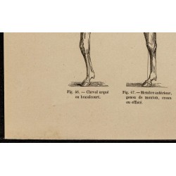 Gravure de 1882 - Les aplombs du cheval - 4