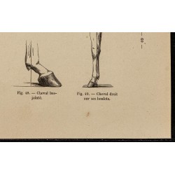 Gravure de 1882 - Les aplombs du cheval - 5