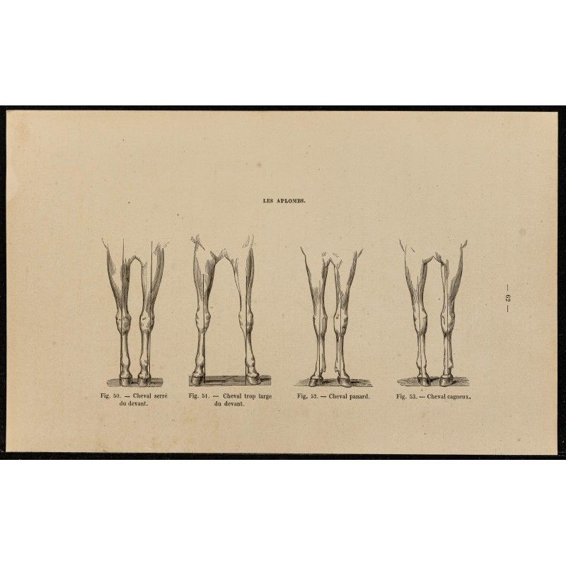 Gravure de 1882 - Les aplombs du cheval - 1