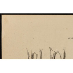 Gravure de 1882 - Les aplombs du cheval - 2
