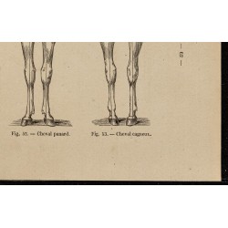 Gravure de 1882 - Les aplombs du cheval - 5