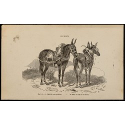 Gravure de 1882 - Mulet poitevin & midi de la France - 1