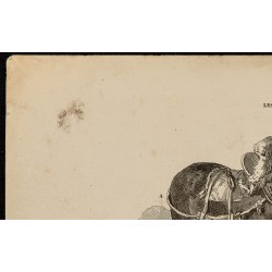 Gravure de 1882 - Mulet poitevin & midi de la France - 2