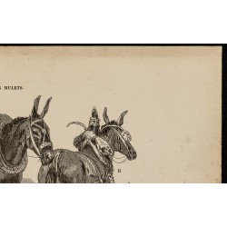 Gravure de 1882 - Mulet poitevin & midi de la France - 3