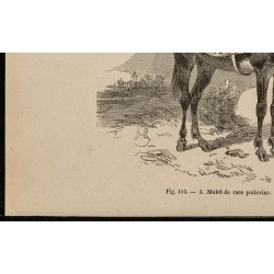 Gravure de 1882 - Mulet poitevin & midi de la France - 4