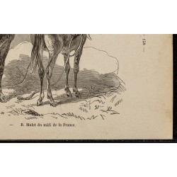 Gravure de 1882 - Mulet poitevin & midi de la France - 5