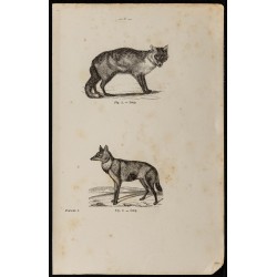 Gravure de 1867 - Deux vues d'un loup - 1