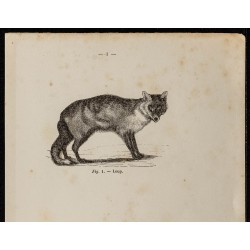 Gravure de 1867 - Deux vues d'un loup - 2