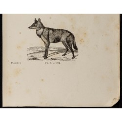 Gravure de 1867 - Deux vues d'un loup - 3