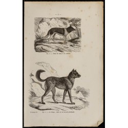 Gravure de 1867 - Métis de loup & dingo d'Australie - 1