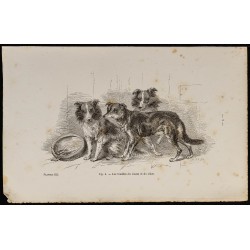 Gravure de 1867 - Chiots de croisement chien/Chacal - 1