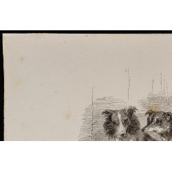 Gravure de 1867 - Chiots de croisement chien/Chacal - 2