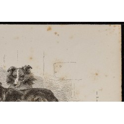 Gravure de 1867 - Chiots de croisement chien/Chacal - 3