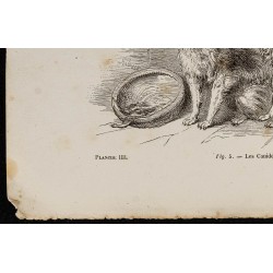 Gravure de 1867 - Chiots de croisement chien/Chacal - 4