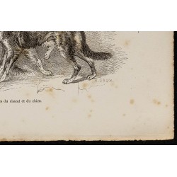 Gravure de 1867 - Chiots de croisement chien/Chacal - 5