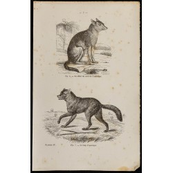 Gravure de 1867 - Chien et loup d'Amérique du nord - 1