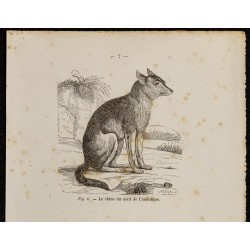 Gravure de 1867 - Chien et loup d'Amérique du nord - 2