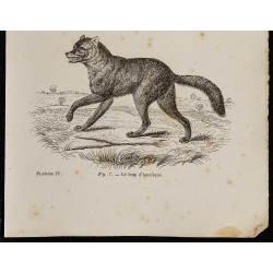 Gravure de 1867 - Chien et loup d'Amérique du nord - 3