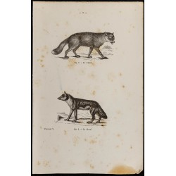 Gravure de 1867 - Un renard et un chacal - 1