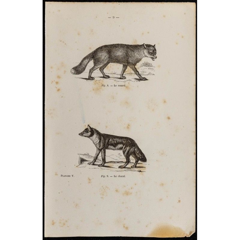 Gravure de 1867 - Un renard et un chacal - 1