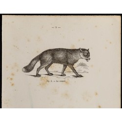 Gravure de 1867 - Un renard et un chacal - 2