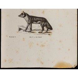 Gravure de 1867 - Un renard et un chacal - 3